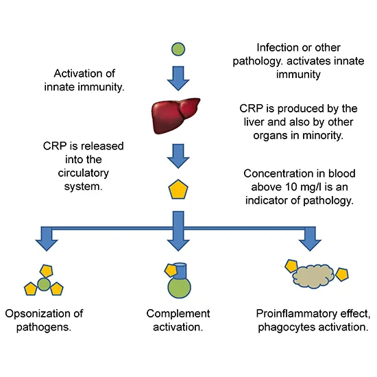 crp (c-reactive protein), quantitative immunoturbidimetry test